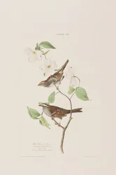 Illustration aus 