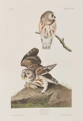 Illustration aus 