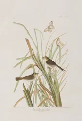 Illustration aus 