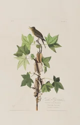 Illustration aus 