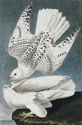 Jer- oder Islandfalke, Falco Islandicus, aus "Die Vögel Amerikas" von John J. Audubon, veröffentlicht 1827-38