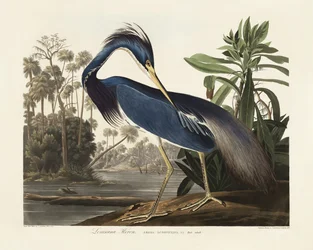 Louisiana-Reiher aus Birds of America (1827)