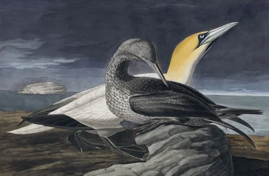 Basstölpel, Morus Bassanus, aus "Die Vögel Amerikas" von John J. Audubon, veröffentlicht 1827-38