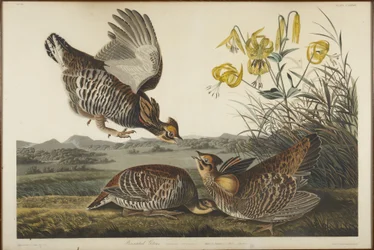 Präriehuhn