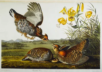 Präriehuhn