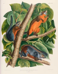 Rotbauchhörnchen