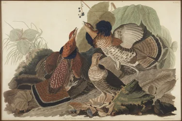 Kragenhuhn