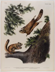 Severn River Flughörnchen (links) und Rocky Mountain Flughörnchen (rechts)