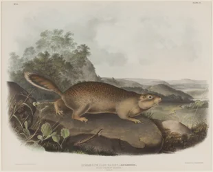 Spermophilus Parry (Parrys Murmeltier-Eichhörnchen)