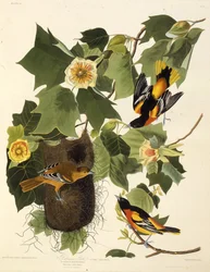 Der Baltimoretrupial. Aus Die Vögel Amerikas, 1827-1838
