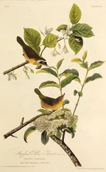 Der Maryland-Waldsänger. Aus Die Vögel Amerikas, 1827-1838