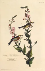 Die kastanienseitige Waldsänger. Aus Die Vögel Amerikas, 1827-1838