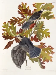 Der Graue Jay. Aus Die Vögel Amerikas, 1827-1838