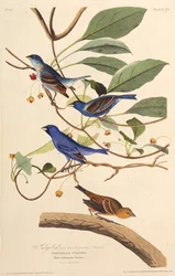 Die Indigovögel. Aus Die Vögel von Amerika, 1827-1838