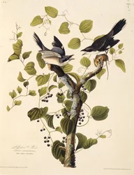 Der Raubwürger. Aus Die Vögel Amerikas, 1827-1838