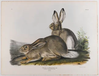 Townsends Rocky Mountain Hase, 1842