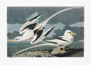 Tropenvogel aus Birds of America (1827)