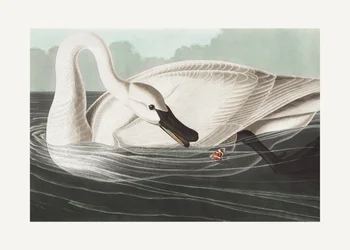 Trompeterschwan aus Birds of America (1827)