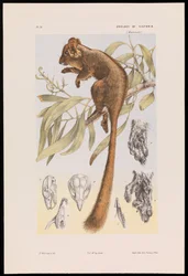 Leadbeater-Kusu, Gymnobelideus leadbeateri