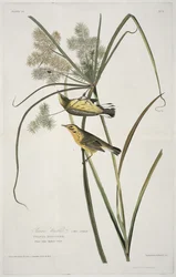 Präriewaldsänger, aus Birds of America, graviert von Robert Havell (1793-1878)
