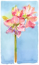 Amaryllis mit aquafarbenem Hintergrund