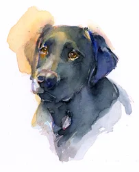 Schwarzer Labrador