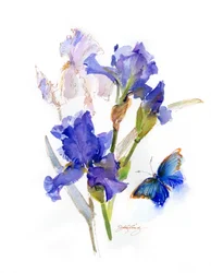 Iris mit blauem Schmetterling