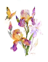 Iris mit gelbem Schmetterling