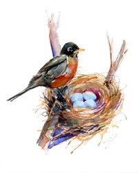Rotkehlchen mit Nest