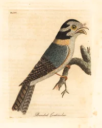 Australischer Eulenschwalm, Aegotheles cristatus oder Riesenfroschmaul, Podargus strigoides? Handkolorierte Kupferstichzeichnung und -gravur von John Latham aus seiner eigenen A General History of Birds, Winchester