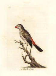 Schönflossenastrild, Stagonopleura bella (Glanzkernbeißer, Loxia nitida). Gezeichnet und gestochen von John Latham für sein eigenes Werk A General History of Birds, Winchester