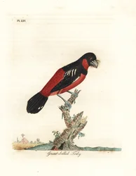 Schwarz-roter Breitschnabel, Cymbirhynchus macrorhynchos (Großschnabel-Tody, Todus nasutus). Handkolorierte Kupferplatte gezeichnet und graviert von John Latham aus seiner eigenen 