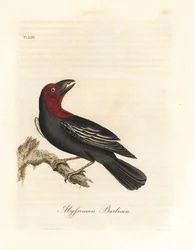 Schwarzschnabel-Bartvogel, Lybius guifsobalito. Handkolorierte Kupferstichzeichnung und -gravur von John Latham aus seiner eigenen A General History of Birds, Winchester