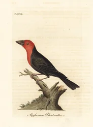 Schwarzschnabel-Bartvogel, Lybius guifsobalito (Abessinischer Pflanzenfresser, Loxia tridactyla). Handkolorierte Kupferplatte gezeichnet und graviert von John Latham aus seiner eigenen 