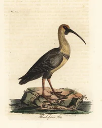 Schwarzgesicht-Ibis, Theristicus melanopis (Tantalus melanops)