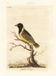 Schwarzkopf-Gelbkragenweber, Ploceus melanocephalus capitalis (Capital Tangare, Tanagra capitalis). Handkolorierte Kupferplatte gezeichnet und graviert von John Latham aus seiner eigenen A General History of Birds, Winchester