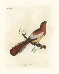Schwarzkehl-Trogon, Trogon rufus, weiblich (Roter Curucui, Trogon rufus). Kopiert von Martinets Illustration des Cayenne für Buffon Coucou a queue rousse. Handkolorierte Kupferplatte gezeichnet und graviert von John Latham aus seiner eigenen A General Hist