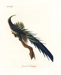 Schwarzer Sichelschnabel, Epimachus fastosus. Gefährdet. (Großer Promerops, Upupa superba.) Neuguinea. Handkolorierter Kupferstich, gezeichnet und gestochen von John Latham nach seinem eigenen Werk A General History of Birds, Winchester