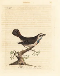 Blauracke, Luscinia svecica. Handkolorierte Kupferstichzeichnung und -gravur von John Latham aus seiner eigenen A General History of Birds, Winchester