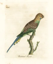 Wellensittich, Melopsittacus undulatus. Handkolorierte Kupferstichzeichnung und -gravur von John Latham aus seiner eigenen A General History of Birds, Winchester