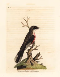 Crimson-bellied Fliegenschnäpper, Muscicapa coccinigastra. Unbekannte Vogelart, kopiert von einer Illustration des Port Jackson Malers. Handkolorierte Kupferplatte, gezeichnet und graviert von John Latham aus seiner eigenen A General History of Birds, Winc