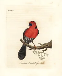 Purpurbrust-Grosbeak. Unbekannte oder möglicherweise ausgestorbene Grosbeak-Art aus Afrika. Handkolorierte Kupferplatte gezeichnet und graviert von John Latham aus seiner eigenen A General History of Birds, Winchester