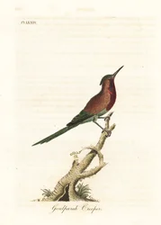 Crimson-Sonnenvogel, Aethopyga siparaja seheriae (Goulpourah Creeper). Handkolorierte Kupferplatte, gezeichnet und graviert von John Latham aus seiner eigenen A General History of Birds, Winchester