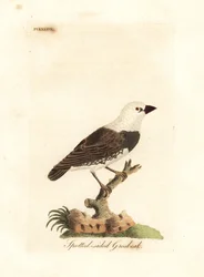 Diamant-Feuerschwanz, Stagonopleura guttata (Gefleckter Grosbeak, Fringilla leucocephala). Handkolorierte Kupferplatte gezeichnet und graviert von John Latham aus seiner eigenen A General History of Birds, Winchester