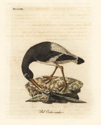 Eurasischer oder Fuß-Austernfischer, Haematopus ostralegus. Handkolorierte Kupferplatte gezeichnet und graviert von John Latham aus seiner eigenen A General History of Birds, Winchester