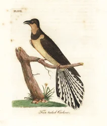 Fächerschwanzkuckuck, Cacomantis flabelliformis (Fächerschwanzkuckuck, Cuculus flabelliformis). Handkolorierte Kupferstichplatte, gezeichnet und gestochen von John Latham aus seinem eigenen Werk A General History of Birds, Winchester