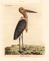 Großer Adjutant, Leptoptilos dubious. Gefährdet. (Gigantischer Kranich, Ardea argala)