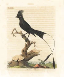 Großer Rackenschwanz-Drongo, Dicrurus paradiseus (Malabarwürger, Lanius malabaricus). Handkolorierte Kupferplatte gezeichnet und graviert von John Latham aus seiner eigenen A General History of Birds, Winchester