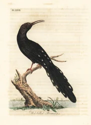 Grüner Baumhopf, Phoeniculus purpureus (Rotbilled Promerops, Upupa erythrorynchos). Handkolorierte Kupferplatte gezeichnet und graviert von John Latham aus seiner eigenen 