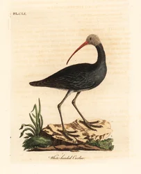 Hadada-Ibis, Bostrychia hagedash. Handkolorierte Kupferstichzeichnung und -gravur von John Latham aus seinem eigenen A General History of Birds, Winchester